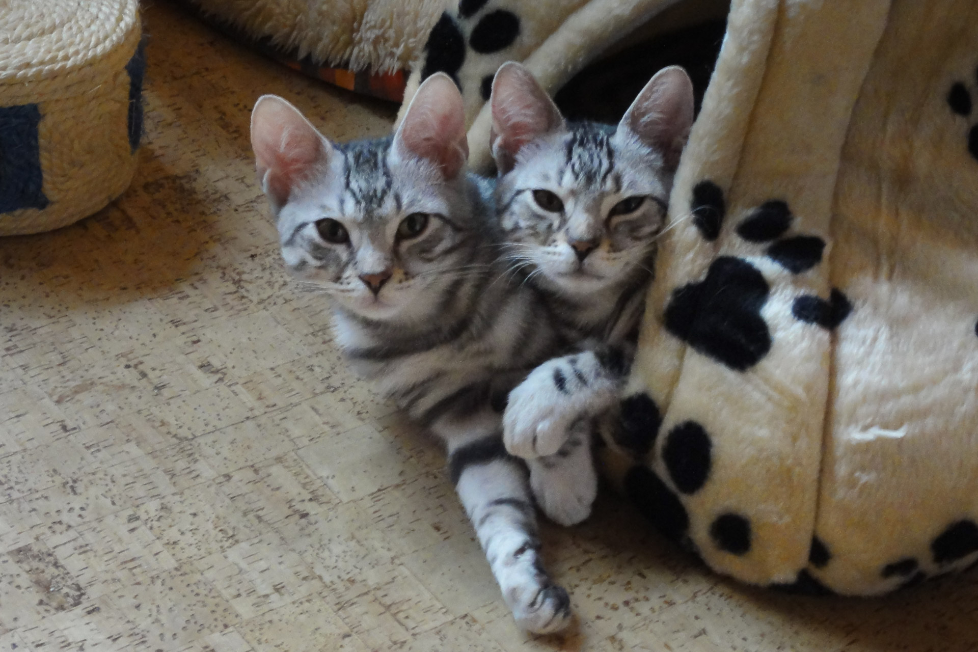 Die Kater Neo und Murmel als Kitten